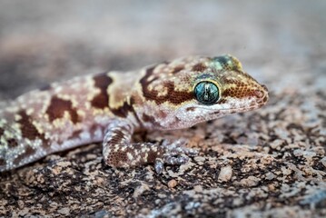 Close-up shot of a banded gecko on a rock surface