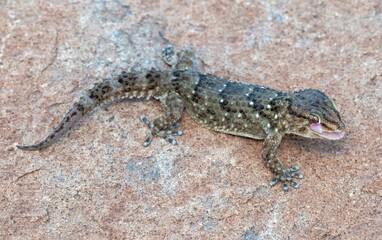 Closeup shot of Turner's thick-toed gecko (Chondrodactylus turneri)