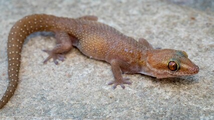 Close-up shot of a brown gecko on a rock surface