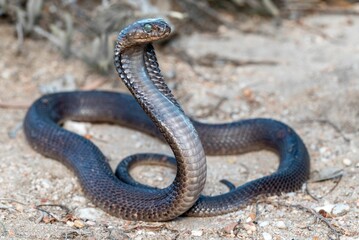 Cape Cobra (Naja nivea), a highly venomous snake from South Africa