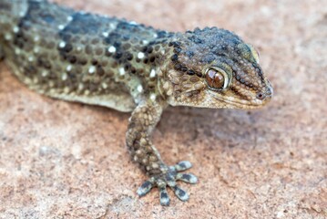 Closeup shot of Turner's thick-toed gecko (Chondrodactylus turneri)