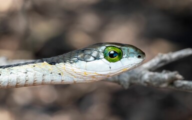 Closeup shot of Boomslang (Dispholidus typus), a highly venomous snake from South Africa