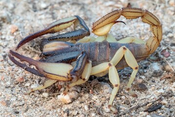 Close-up shot of a Burrower Scorpion (Opistophthalmus species)