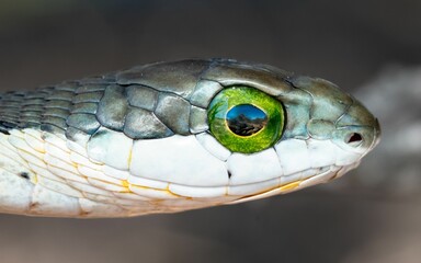 Closeup shot of Boomslang (Dispholidus typus), a highly venomous snake from South Africa