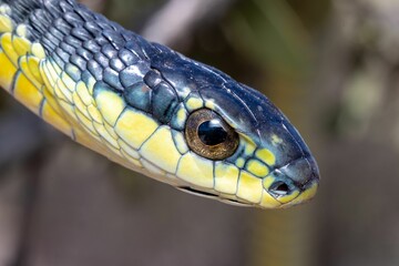 Closeup shot of Boomslang (Dispholidus typus), a highly venomous snake from South Africa
