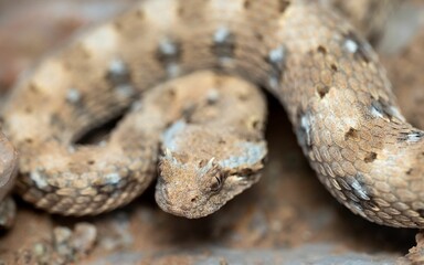 Closeup shot of a Horned Adder (Bitis caudalis), a venomous snake from South Africa
