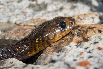 Closeup shot of a Cape Cobra (Naja nivea), a highly venomous snake from South Africa