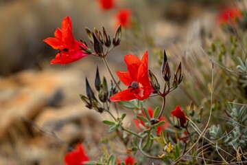 A detailed view of bright red flowers blooming on a Sturts Desert plant, showcasing delicate petals and green leaves in sharp focus.