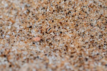 Stunning image of a sandy beach, scattered with small seashells