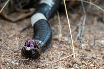 Snake resting on the ground in a menacing pose
