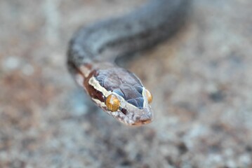 Snake slithering along the ground with its head raised above the gravel surface