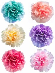 Carnation Carnation with ruffled, ballshaped blooms, displayed in a range of colors, from soft pastels to vibrant hues, isolated on white background.