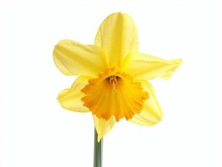 Daffodil Vibrant daffodil, symbol of spring, side view to emphasize its trumpetlike center and bright yellow petals, isolated on white background.