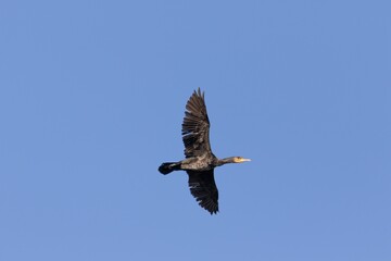 Black Great Cormorant soaring through the sky at a fast speed