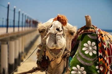 Camel standing in a beach setting, adorned with a red blanket