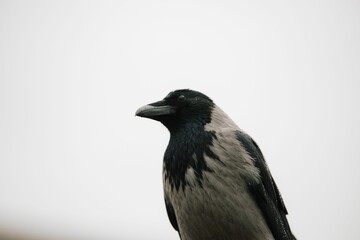 a gray black and white raven on a white background