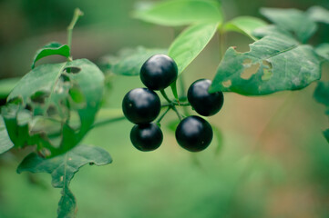black ranti fruit that is ripe on the stalk