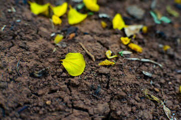 Yellow flower petals fall and fall to the ground