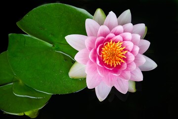 Closeup of a vibrant pink water lily floating in a tranquil pond