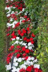 Vertical of red and white flowers in a garden