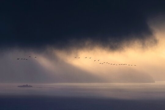 Flock of birds in flight against a backdrop of Munkholmen Island in Trondheim, Norway