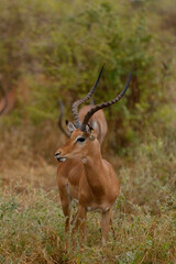 Impala na sawannie na safari w Kenii w Parku Narodowym Tsavo © Ula