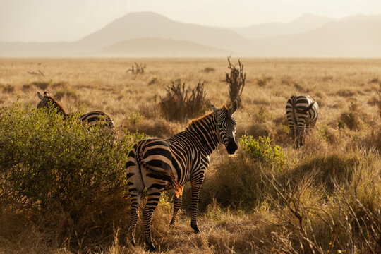 zebra zebry na sawannie na safari o zachodzie słońca