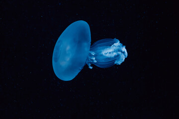 A solitary blue jellyfish glows with a luminous grace in the peaceful, dark marine abyss