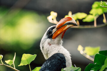Perched regally, the hornbill surveys its realm, its vivid beak a stark contrast to the lush leaves