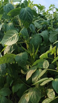  cluster bean crop field, cluster bean pods close up footage