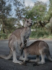 Little Kangaroo with his mom