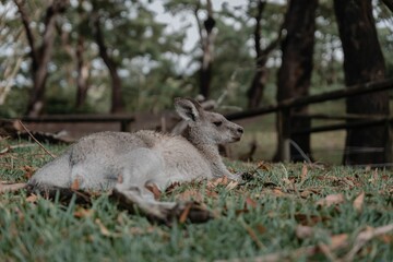Kangaroo at Jervis Bay