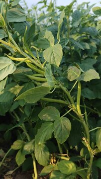 Cluster beans or gawar phali(guar) plant in agriculture field,cyamopsis tetragonoloba