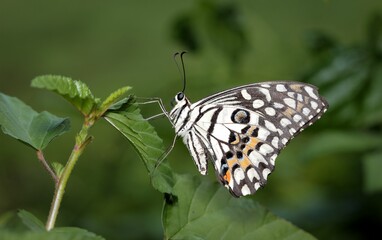 Closeup shot of a butterfly perched on a leaf.