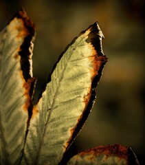 Single, dried leaf with an aged, rust-colored hue
