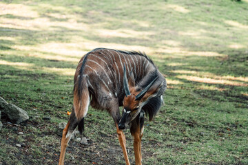A striped antelope grazes in grassland, its alert posture mirroring the wild's graceful resilience
