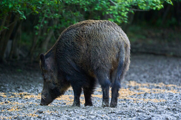 Dominant wild hog in the forest