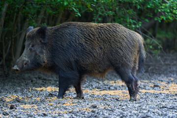 Dominant wild hog in the forest