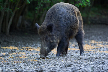 Dominant wild hog in the forest