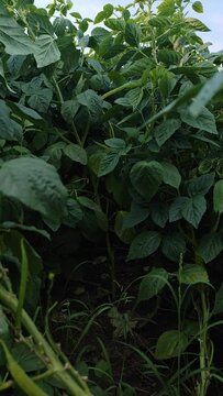 Cyamopsis tetragonoloba, Cluster ,Organic Cluster beans or guar ,Indian vegetable , push in shot on farm land