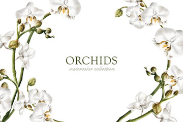 Orchid watercolor vector on white background design © Sarina Darin