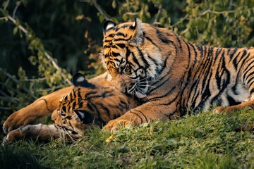 Two Bengal tigers playfully interacting with each other in a lush grassy park.