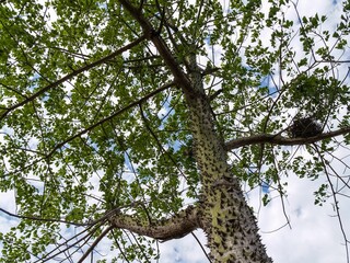 the tree has many branches and white leaves on it in a park