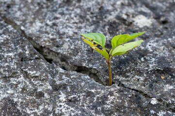 small green plant emerging from hole on rocks photo is not available