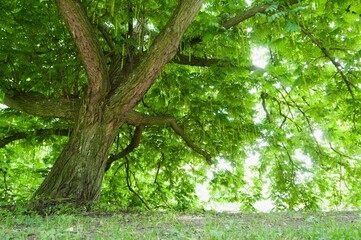 a large tree that is next to some grass and trees