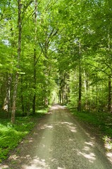 a dirt path going through a forest filled with trees and grass