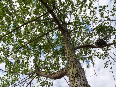 the tree has many branches and white leaves on it in a park