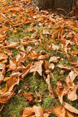 Autumn-themed image of a brown, leaf-covered ground with a large tree in the background