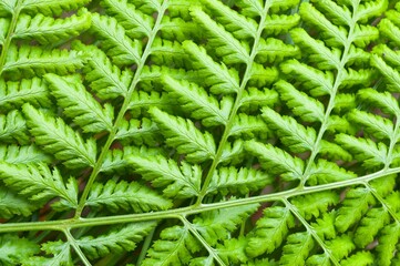 the top view of a green leaf is shown as it's moving