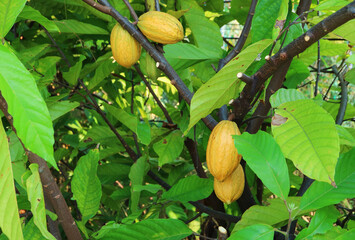 Cacao Tree or Theobroma Cacao with Ripening Fruits Called Cacao Pods